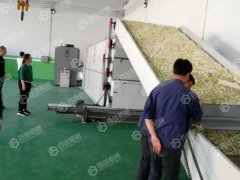 蘿卜烘干現場
