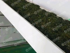 構樹葉烘干現場
